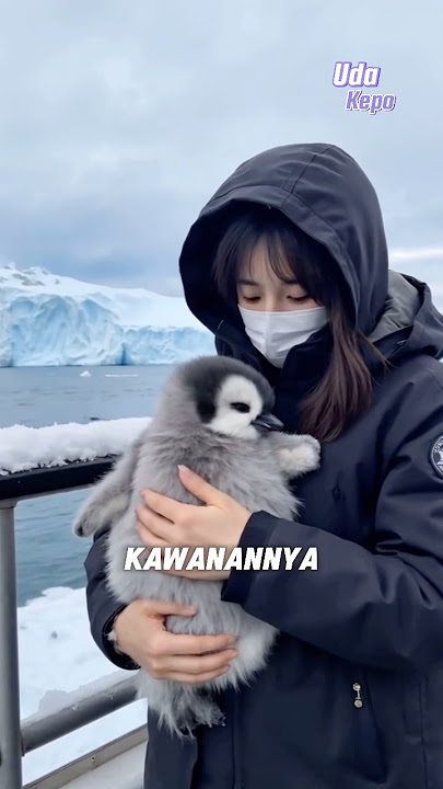 Anak pinguin malang ini ditinggal kawanannya.