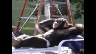 T.I.G.E.R.S. - Making of Schweppes Commercials