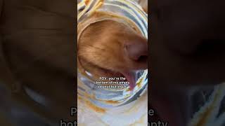 Dog Lick Asmr