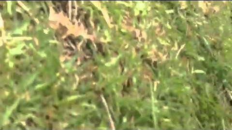 Llama Almost Pees on Me at Machu Picchu