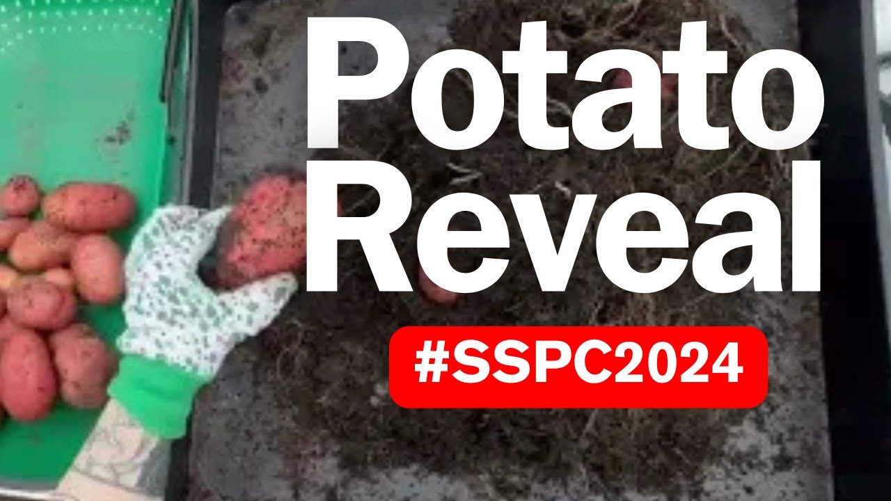 Watch Single Seed Potato Challenge: Potato Reveal No.9 #SSPC2024 on YouTube