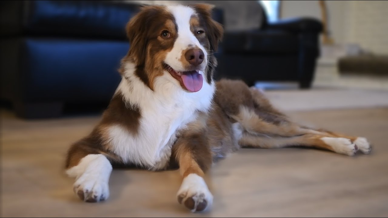 オーストラリアンシェパードの日常 Australian Shepherd S Daily Life Youtube オーストラリアンシェパードの日常 Australian Shepherd S Daily Life Youtube