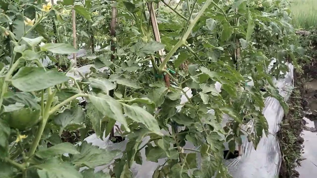 Pembuangan Tunas air pada tanaman tomat, umur 36 hst