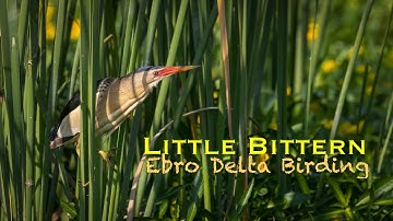 LITTLE BITTERN | Ebro Delta birding boat tour | bird watching in Spain