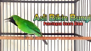 PANCINGAN SUARA ALAM CUCAK IJO MINI 100% AMPUH‼️