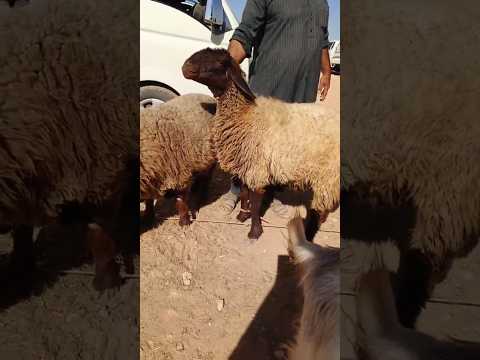 ماشاء الله سوق شريعان الدلال عمر الفارس اكسبلور  متابعه