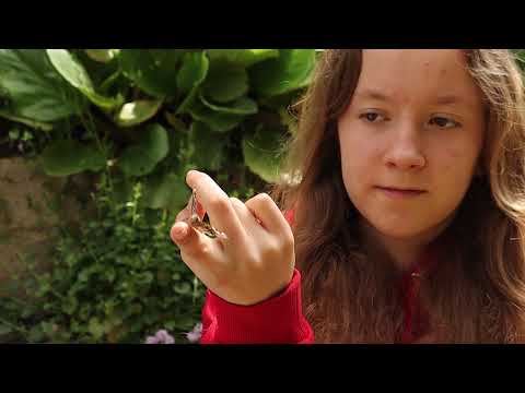 Video: Wie man Schmetterlinge züchtet - Kindern etwas über Raupen und Schmetterlinge beibringen