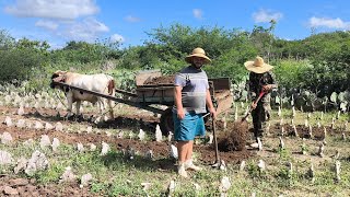 LUCAS SAMPAIO E OS TRABALHADORES ESTRUMANDO A PALMA ORELHA DE ELEFANTE EM BOA VISTA PARAÍBA