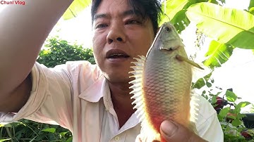 câu cá rô đồng. bình hoà nam đức huệ long an