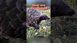 Trenggiling, Hewan Bersisik yang Bisa Menggulung Diri Seperti Bola.#faktaunik #faktamenarik #animals