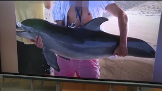 Photo showing man holding baby dolphin prompts outrage, wildlife investigation