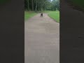 🎾🐾 Boris the Animal Still Doesn't Get Fetch in Public #Shorts