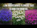 13 Longest Blooming Perennial Flowers That Keep Your Garden Blooming