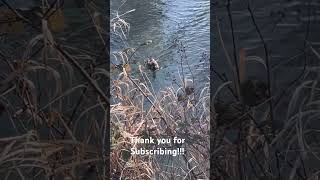 Smile!!! #ducks #foul #bird #nature #water #youtubeshorts #shorts