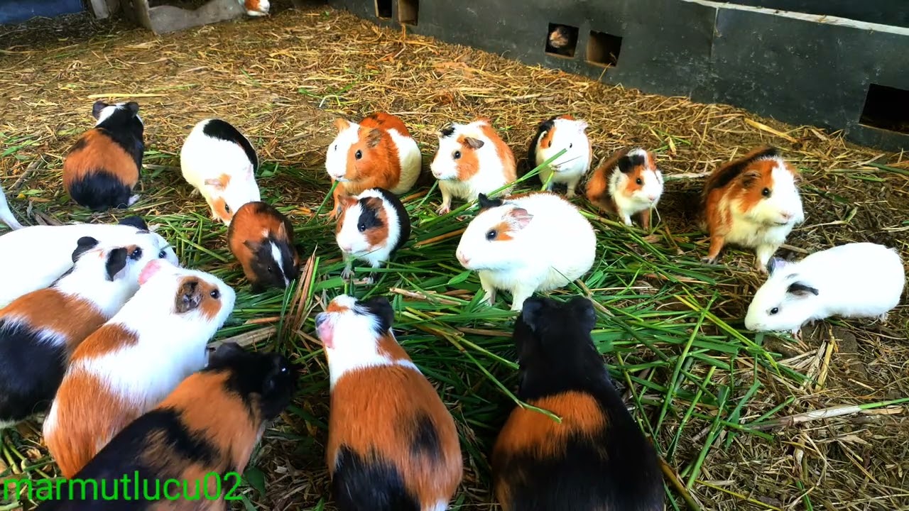 asmr|marmut lucu bergerumbul asek mukbang rumput hijau segar 
