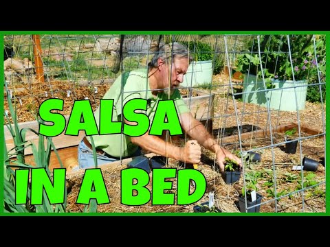 How to Plant a Salsa Garden