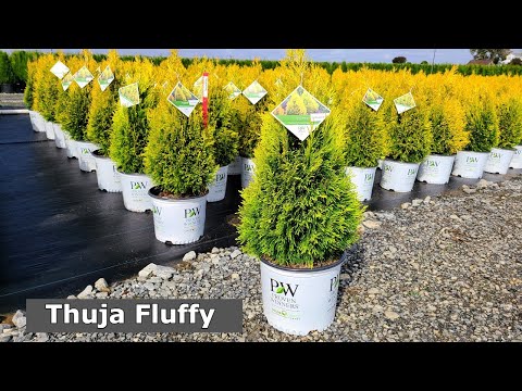 Thuja Fluffy® (Semi-dwarf Arborvitae) // Shapely, Elegant, Easy👍 to Grow, Bold Colored Evergreen