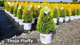 Thuja Fluffy® (Semi-dwarf Arborvitae) // Shapely, Elegant, Easy