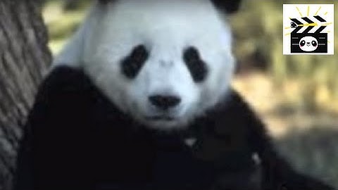Save the Pandas: an important video about the endangered status of pandas