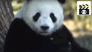 Save the Pandas: an important video about the endangered status of pandas