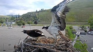 Iris Swaps Incubation Duties With Male Osprey In Hellgate Canyon – May 20, 2024