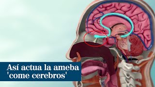 Estado de emergencia en Texas por la presencia de una ameba 'come cerebros' en el agua