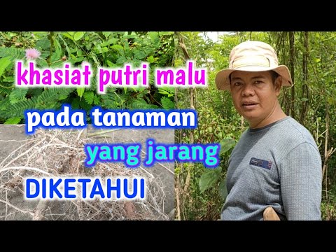 Video: Apakah jenis Endomycorrhizae yang ada pada Glomeromycetes dan apakah keistimewaannya?