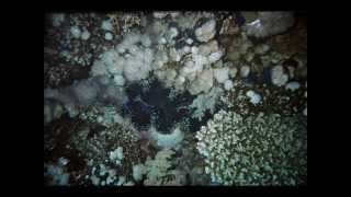 Diving in Dahab Egypt- Red Sea english version