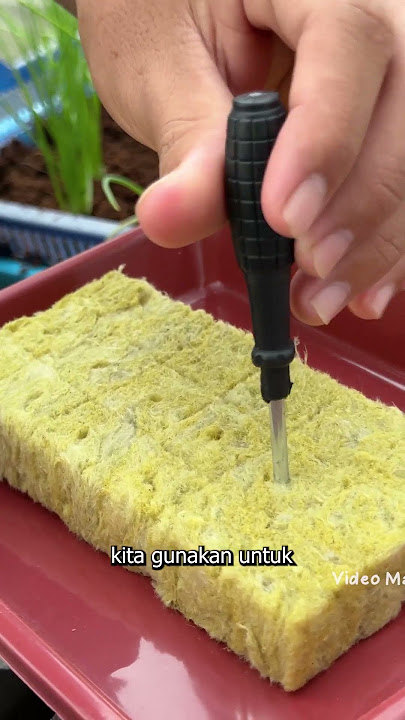 Kita Butuh Ini Untuk Mulai Berkebun Hidroponik Di Rumah