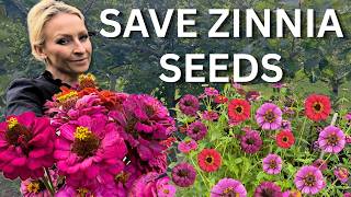 How To Collect Zinnia Seeds | Save Money and Grow More Flowers Next Year
