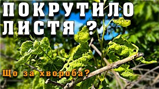 Покручене листя на винограді? Є тільки одна причина - гербіцид. Як допомогти кущу