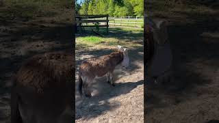 My mom sent me this video of her mini donkey today Jack🤭🦄💓#farmlife#minidonkey#donkey#donkeys