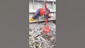 Cá Lớn - đu người bắt Chép Khủng 😱 #khacthuyvlogg