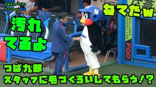 つば九郎 スタッフに毛づくろいしてもらう！？ 2026/7/21 vs中日 - YouTube