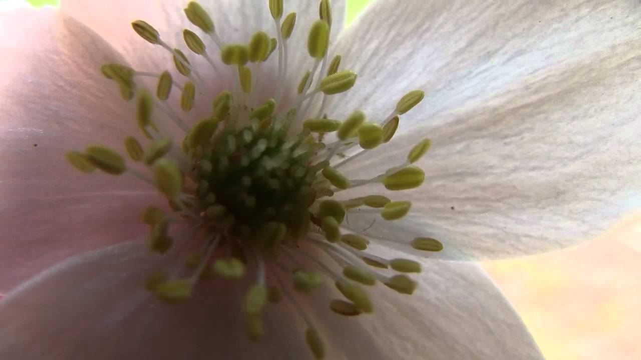 MACRO VIDEO (INSECTS IN FLOWER)
