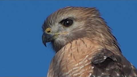 Mocking Bird  Attacks Red Shouldered hawk