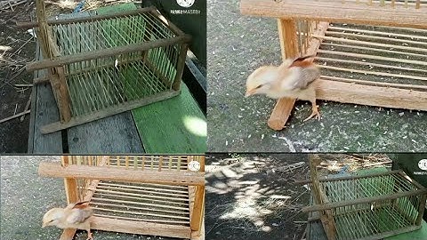 Cara bikin perangkap burung pintu otomatis..