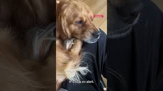 Dogs' paw soles are very ticklish.#dog #pets #funny #cute #lovely