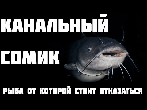 Видео: Размножаются ли канальные сомы в пруду?