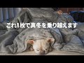 今年の冬はこれ1枚で乗り切れる！と確信した男と犬。[毛布の要らない掛け布団COSMO DOWN]