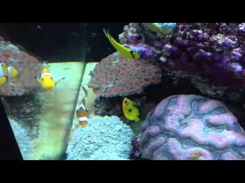 check out our juvenile