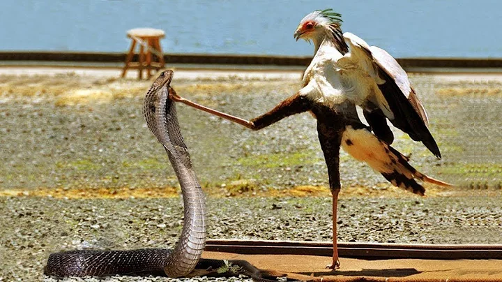 Secretary Bird vs Cobra | Epic Battle on the Savannah