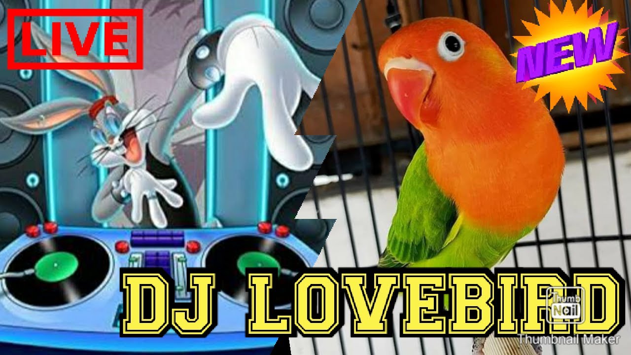 DJ LoveBird Full Remix Bass YouTube