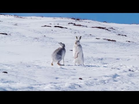 İskoçya'nın mucizevi hayvanları: Yaban tavşanları