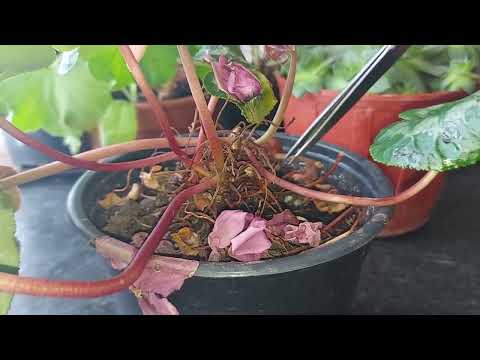 Video: Kujdesi për ciklamenin e fortë - Mbjellja e llambave të qëndrueshme të ciklamenit në natyrë