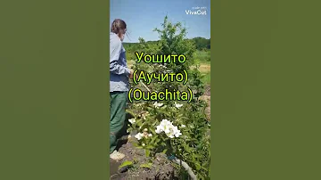 Как отличаются по высоте разные сорта ежевики