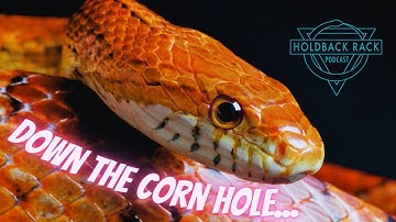 HRP 69 - A Brief History of Time and Corn Snake Morphs with Sean Bradley