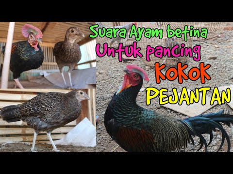 Suara Ayam hutan hijau betina untuk pancing pejantan - YouTube