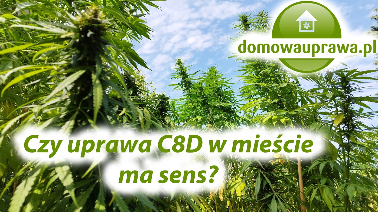 Walczymy z lenistwem i sadzimy krzaczki, przygotowania do sezonu (2) 