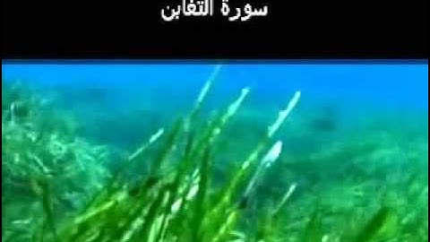 Surat At Taghabun (The Haggling) سورة التغابن‎